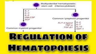 Regulation of Hematopoiesis Urdu amp Hindi well explained [upl. by Ennovihs]