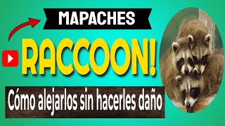 🔴 MAPACHES RACCOON 👉 Cómo alejarlos sin hacerles daño [upl. by Pacificia820]