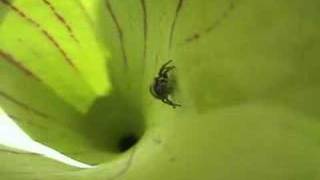 Jumping Spider Tries to Escape Pitcherplant [upl. by Einoj]