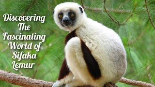 Meet the Unusual Sifaka Lemur The Secrets of Madagascar’s Acrobat [upl. by Hulburt]