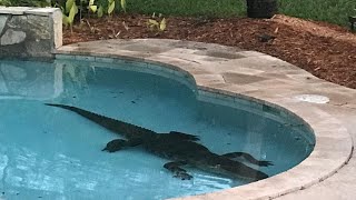 Alligator found at bottom of pool [upl. by Abelard957]