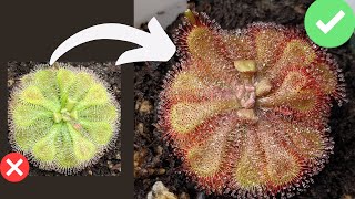 TOP 7 Beginner Mistakes When Growing Sundews Drosera Care  Tips [upl. by Whipple717]