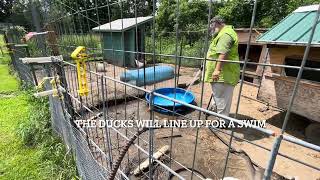 Chickens ducks new pond and garden update [upl. by Spindell952]