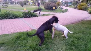 Pit bull Vs Bull Terrier [upl. by Hasile]