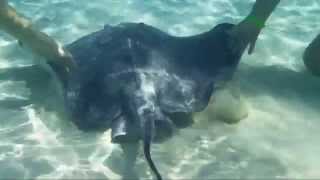 SCHWIMMEN MIT STACHELROCHEN  GRAND CAYMAN  SWIMMING WITH STINGRAYS STINGRAY CITY [upl. by Modesta]