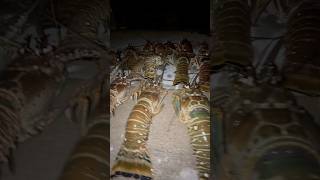 MINI LOBSTER SEASON 2024 florida fishing viral seafood [upl. by Elbert]