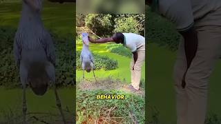 Meet the Shoebill The Worlds Most Foolish Bird [upl. by Sihunn]