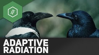 Adaptive Radiation  Evolutionsfaktoren 7 [upl. by Byrom]