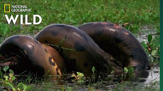 Anaconda Devours Huge Meal  Monster Snakes [upl. by Duntson947]