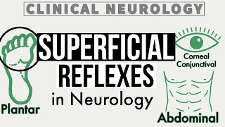 SUPERFICIAL REFLEXES  Corneal amp Conjunctival Reflex  Gag Reflex  Abdominal Reflex  Cremasteric [upl. by Erdnaid]