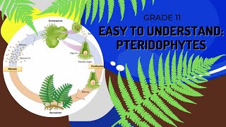 Pteridophytes [upl. by Krug]