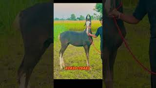 ਨੀਲਾ ਚੰਬਾ ਬਸੇਰਾ horse trending ghodi ghodiforsale horselover pinderattargarh [upl. by Jara]