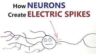 How Neurons Create Electric Spikes [upl. by Celene]