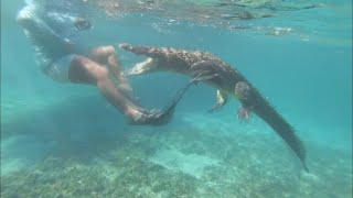 Only in Florida Video of HUGE gator in Lakeland goes viral [upl. by Aneis]