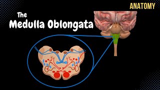 Medulla Oblongata Anatomy  External amp Internal White amp Grey matter  QUIZ [upl. by Vite]