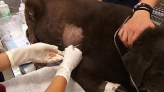 How To Perform Pericardiocentesis on a Dog [upl. by Mojgan]