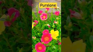 how to grow purslane viral shorts purslane garden gardening yuotubeshorts [upl. by Kcirneh]