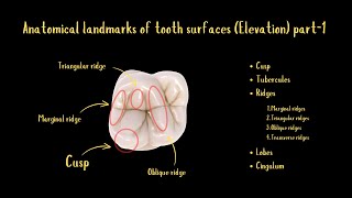 Anatomical Landmarks of Tooth Surfaces Elevation Part1 [upl. by Jarrid]