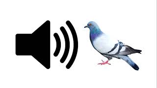 Pigeon  Sound Effect [upl. by Namruht518]