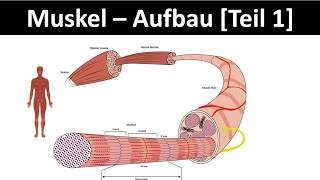 Aufbau des Muskels  Muskelanatomie  Skelettmuskel  Sarkomer Biologie  Sport Oberstufe 16 [upl. by Hollington]