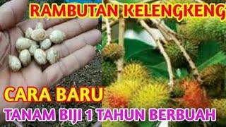 CARA MENANAM RAMBUTAN DARI BIJI CEPAT BERBUAH [upl. by On]