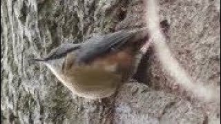 European NUTHATCH Singing amp Warbling  Sitta europaea song [upl. by Yenal]