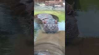 Baby Hippo  Oahu Hawaii Honolulu Zoo [upl. by Yasibit]