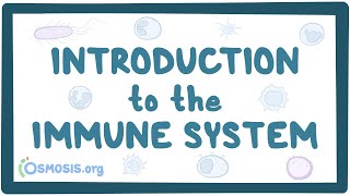 Introduction to the immune system [upl. by Haneen823]