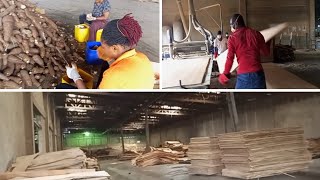 OUR VISIT TO A PLYWOOD FACTORY IN BEREKUM GHANA [upl. by Urien]