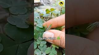 Oxalis Plant Ballistic Dispersal Mechanism amazingfacts [upl. by Aketal]