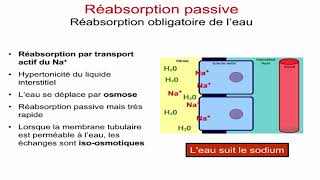 Réabsorption et sécrétion tubulaires [upl. by Netsud697]