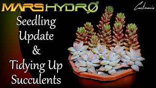 Cactus Seedling Update amp Tidying Up Succulents  MarsHydro [upl. by Hooker]