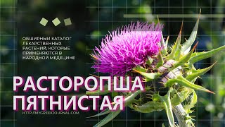 Расторопша пятнистая Silybum marianum [upl. by Leiser]