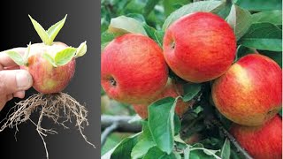 How to grow many apple tree use Colgate Growing apple tree at home step by step [upl. by Orrin]