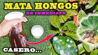 SOLUCIÓN DEFINITIVA a los HONGOS con este FUNGICIDA CASERO para plantas [upl. by Brader440]