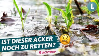 Dauerregen Landwirt kämpft um sein Getreide  WDR Lokalzeit LandSchafft [upl. by Rinna334]