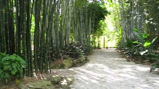 Tropical Bamboo Loxahatchee Florida [upl. by Rahman]