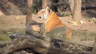 Collarwali Tigress at Pench National Park Tiger Reserve 1 of 2 [upl. by Beutner711]