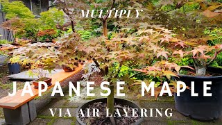 Multiply Japanese Maple trees with Air Layering [upl. by Lenahtan947]