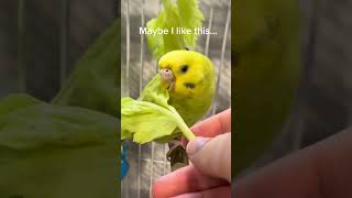 Celery Leaves shorts birds budgies [upl. by Sokairyk]