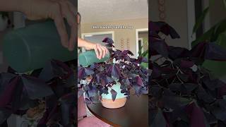 How I care for my oxalis triangularis oxalistriangularis plantcare [upl. by Yanffit405]