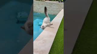 Funny Pets  2024😂 Funny Dogs And Funny Cats Videos 🐱 🐕 😄 128 [upl. by Ardnasac548]