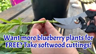 Want more blueberry plants for FREE take softwood cuttings [upl. by Bradford956]