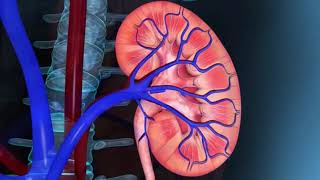 Resumo de Fisiologia Renal e produção de urina [upl. by Sadoc]