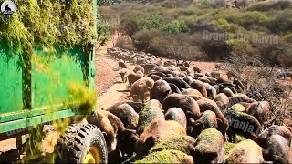 Granja de jabalíes  Cómo se domestican y crían millones de jabalíes [upl. by Dulce]