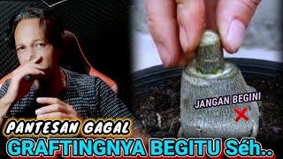 Pantesan Gagal Hindari Grafting Adenium model ini ‼️  CARA GRAFTING MUDAH UNTUK PEMULA Desertrose [upl. by Lapham613]