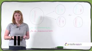 SVT  Brassage interchromosique [upl. by Ettenig]