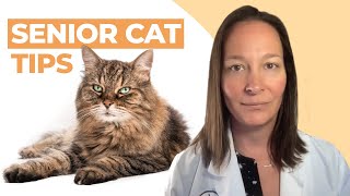 Homemade Cat Food Recipes Vet Approved  Basic Blueprint [upl. by Cralg]