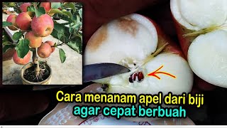 Cara menanam apel dari biji agar cepat berbuah [upl. by Adlemy]