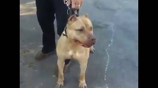 Pitbull attack on thief  Training Video [upl. by Aicemed]